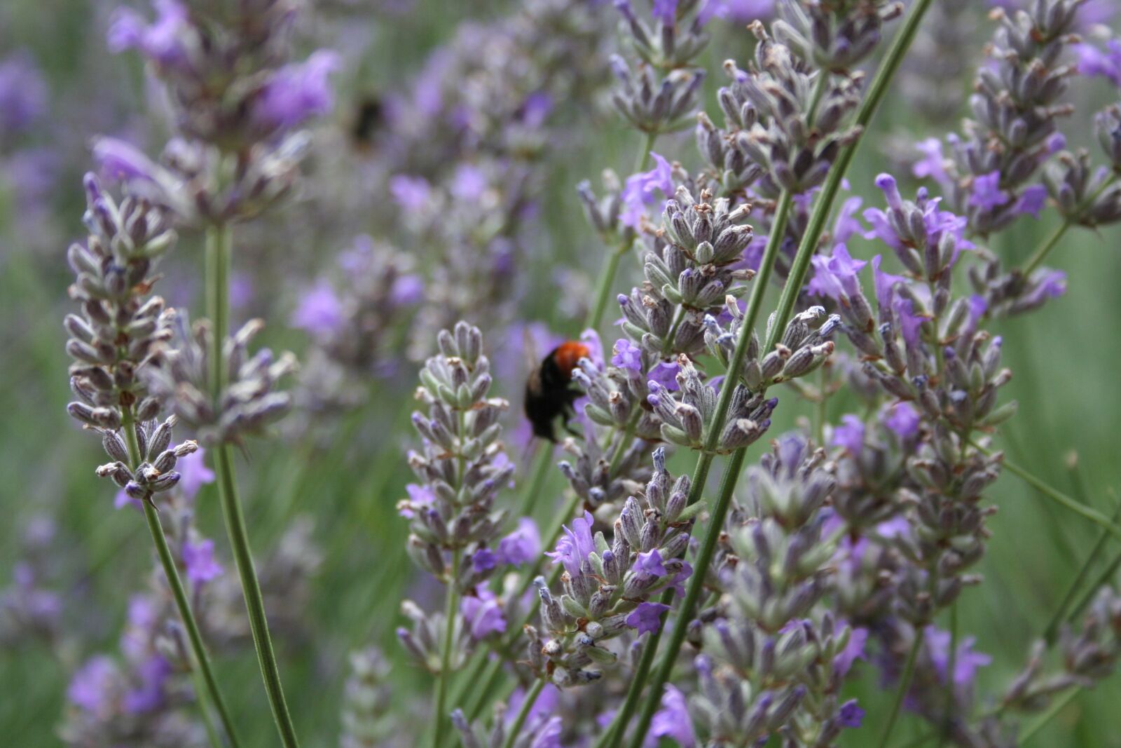 Canon EOS 350D (EOS Digital Rebel XT / EOS Kiss Digital N) sample photo. Lavender, insect, fragrance photography
