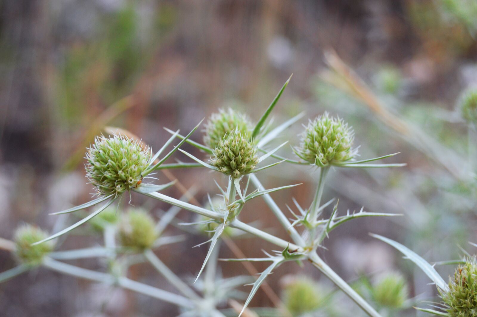Nikon D3200 sample photo. Thistle, plant wildlife, thorns photography