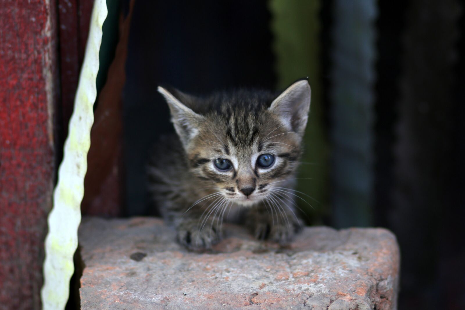Canon EF 85mm F1.8 USM sample photo. Cat, small, playful photography