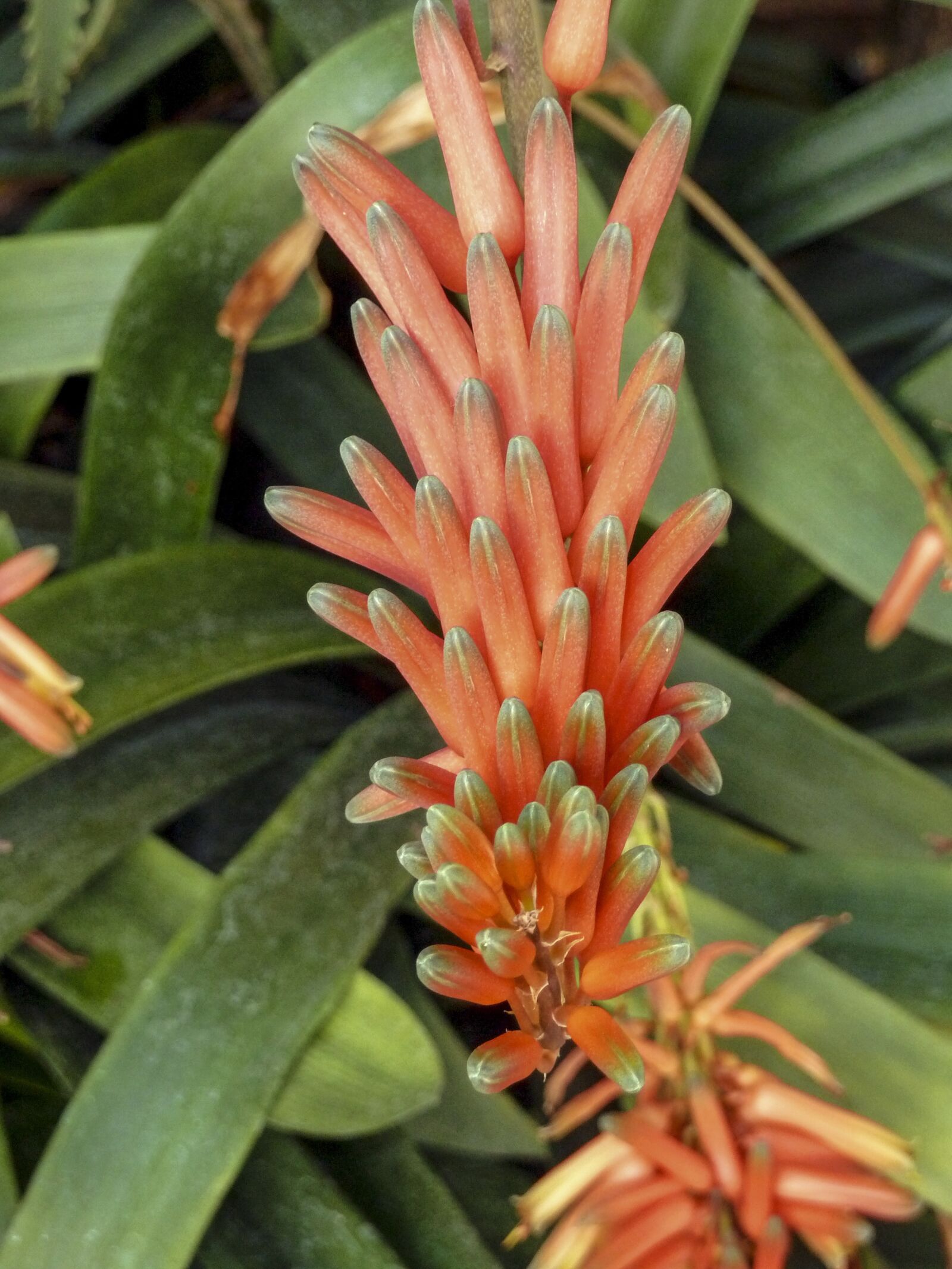 Panasonic Lumix DMC-ZS5 (Lumix DMC-TZ8) sample photo. Exotic, flower, nature photography