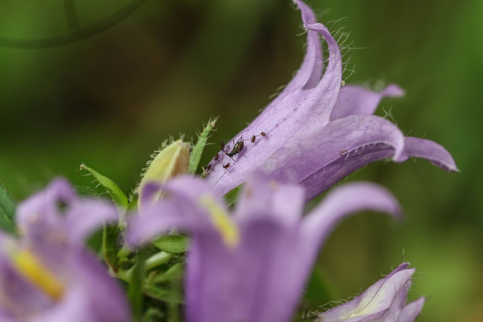 Canon EOS 7D Mark II sample photo. Wild flower, flower, summer photography