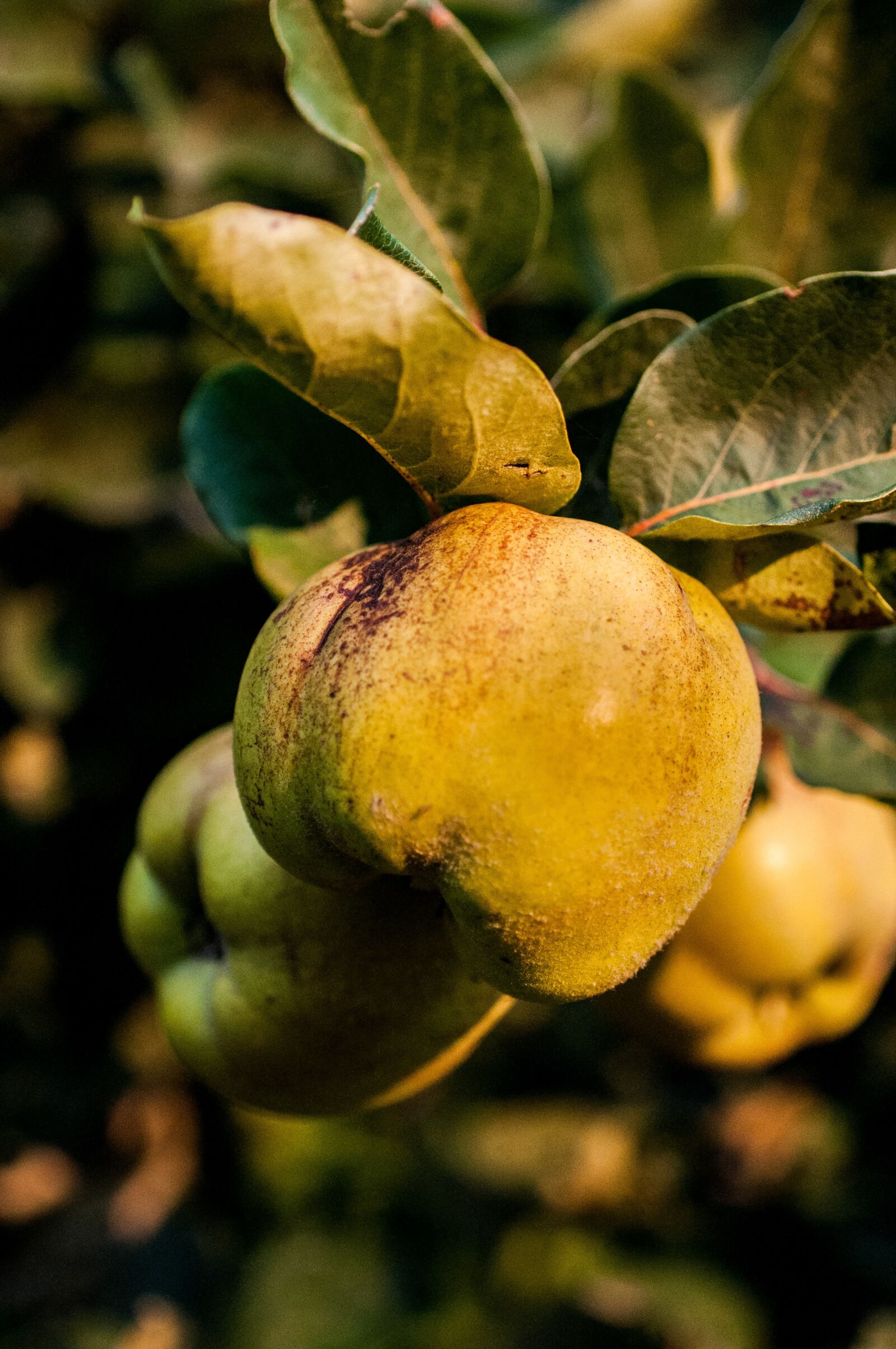 Nikon D90 sample photo. Quince, harvest, autumn photography