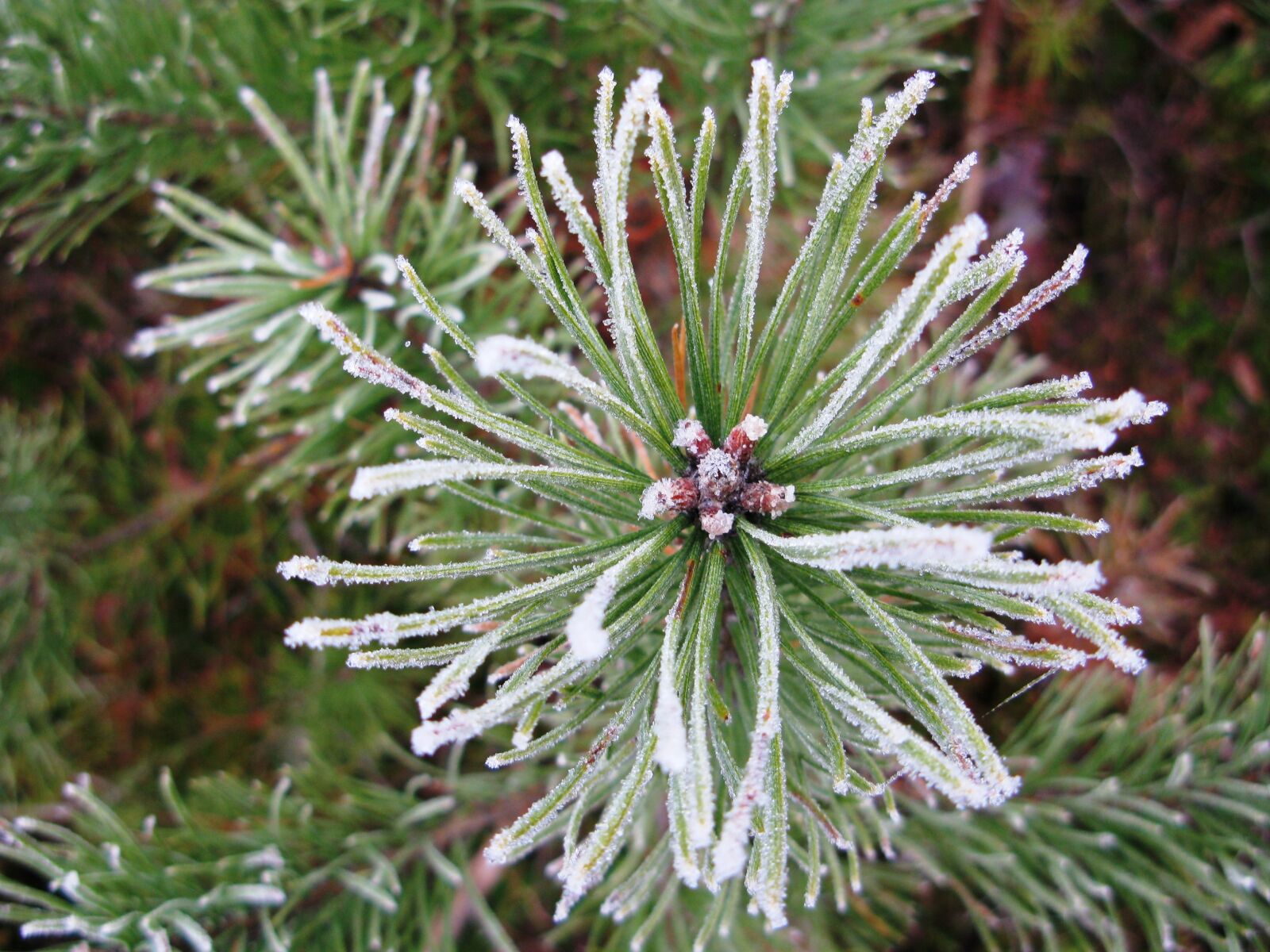 Canon POWERSHOT G9 sample photo. Icing, winter, pine forest photography