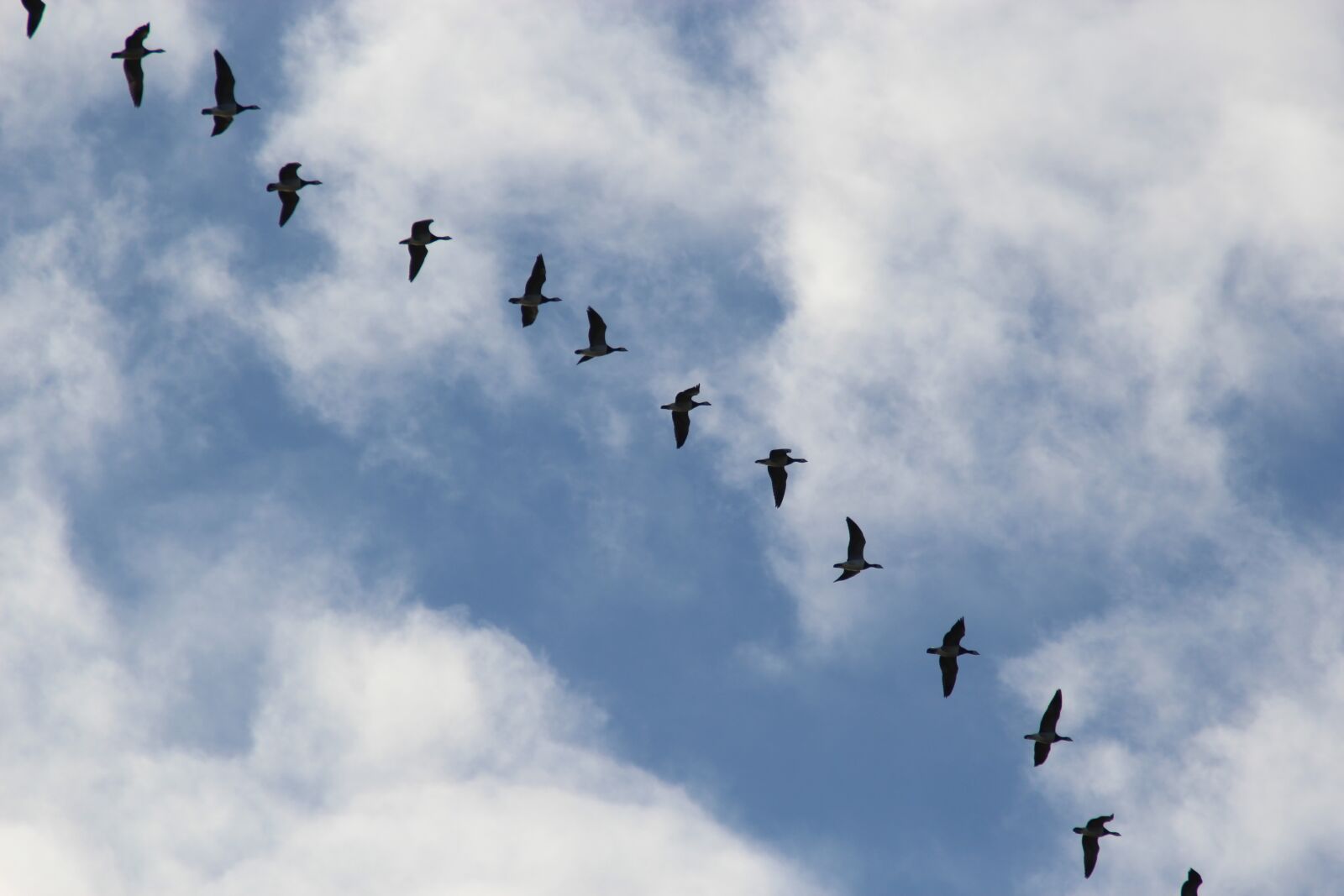 Canon EOS 1200D (EOS Rebel T5 / EOS Kiss X70 / EOS Hi) sample photo. Bird migration, migratory birds photography