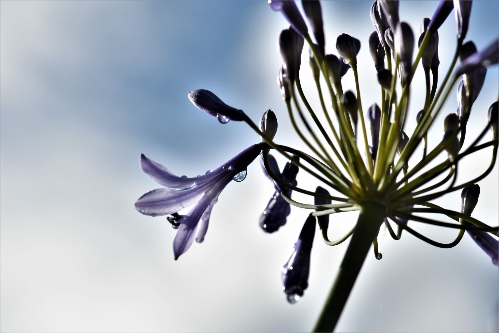 Nikon D5500 sample photo. Jewelry lilies, blue, blossom photography