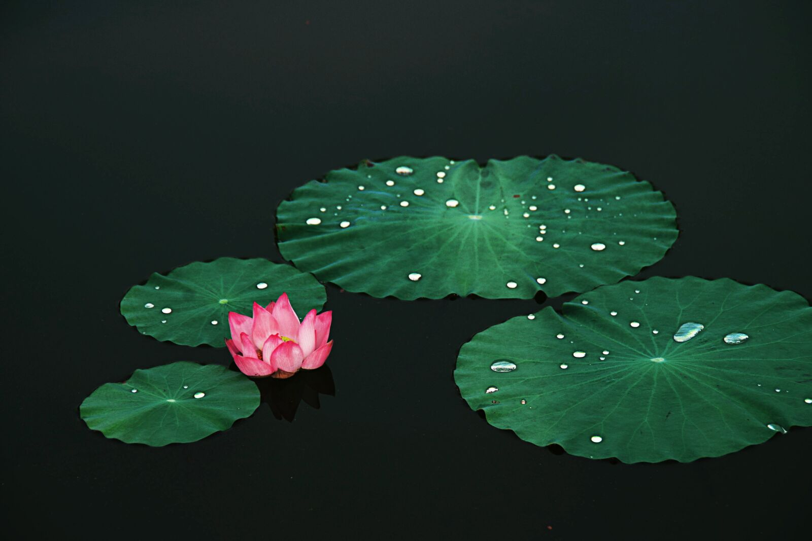 Pentax K-30 sample photo. Lotus, plant, zen photography