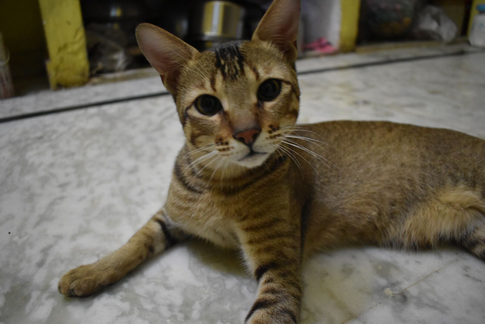 Nikon D5600 sample photo. Cat, rat, pet photography