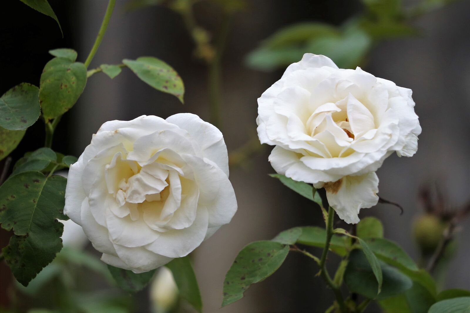 Canon EOS 6D sample photo. Two white roses, flower photography