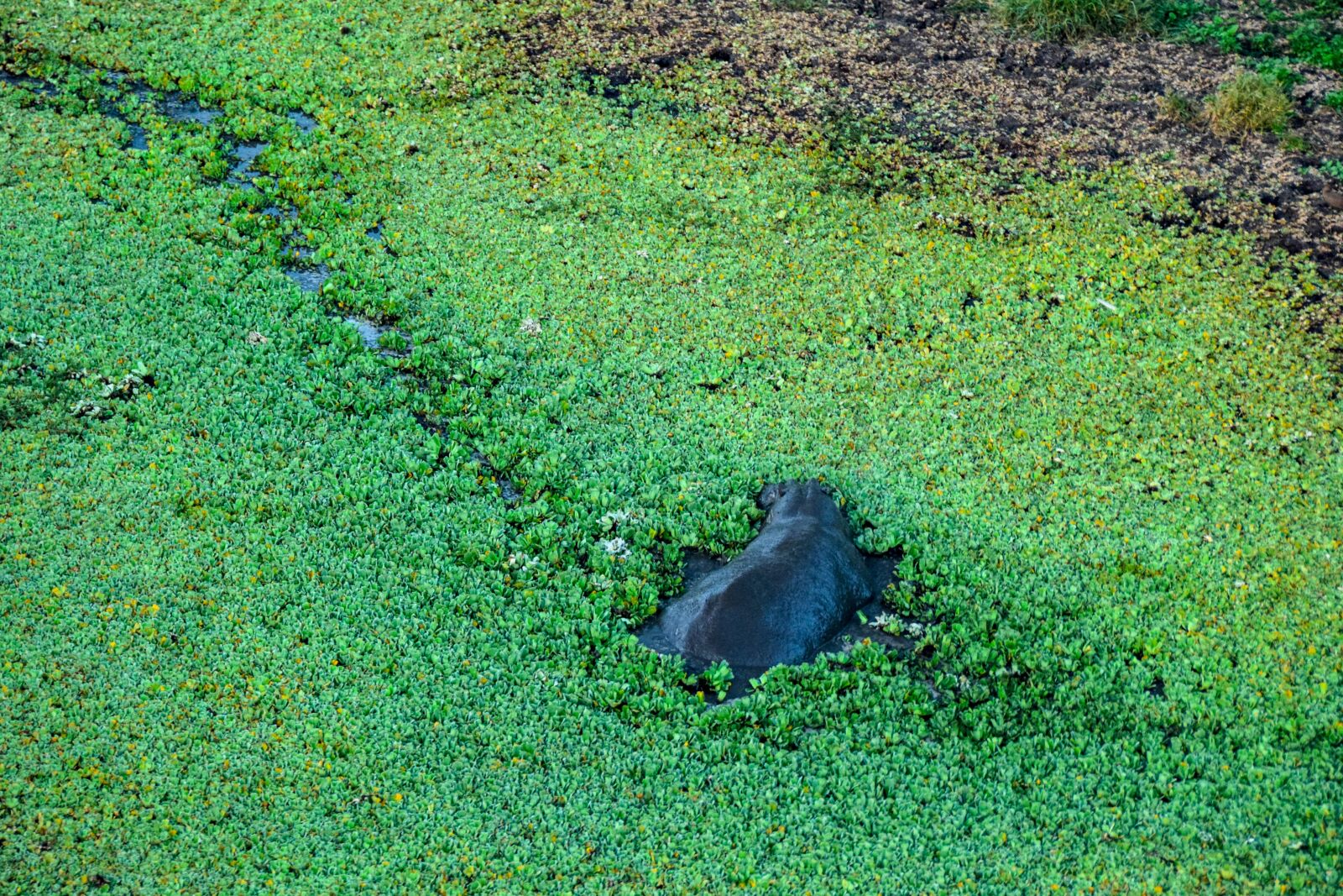 Nikon D5300 sample photo. Hippo, water, green photography