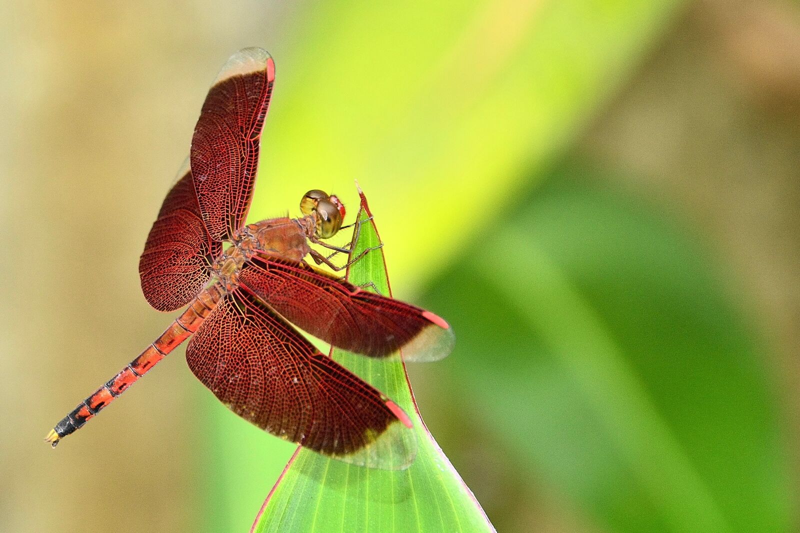 Nikon D3100 sample photo. Dragonfly, insect, garden photography
