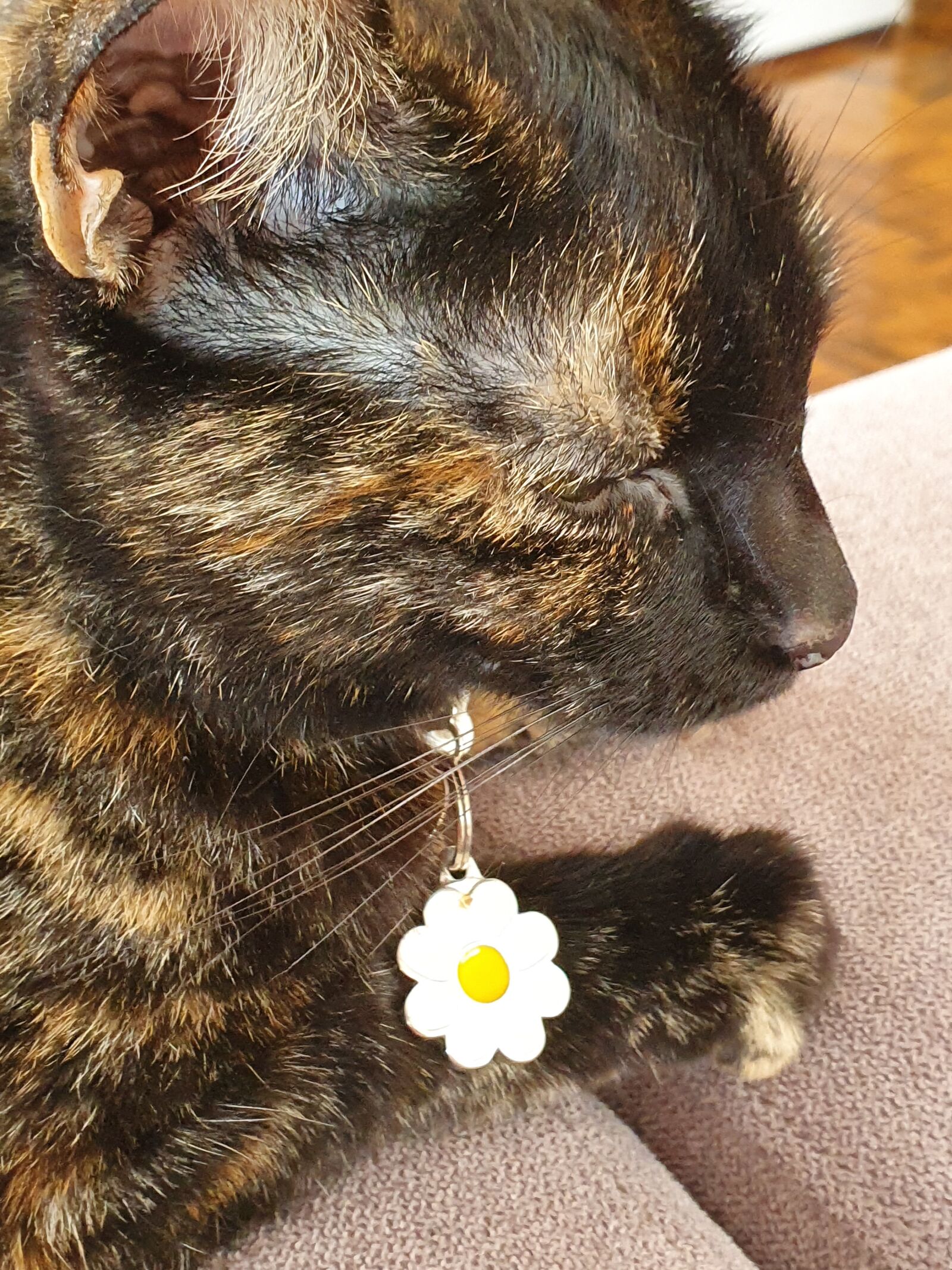 Samsung Galaxy S10+ sample photo. Cat, tortoiseshell, pet photography