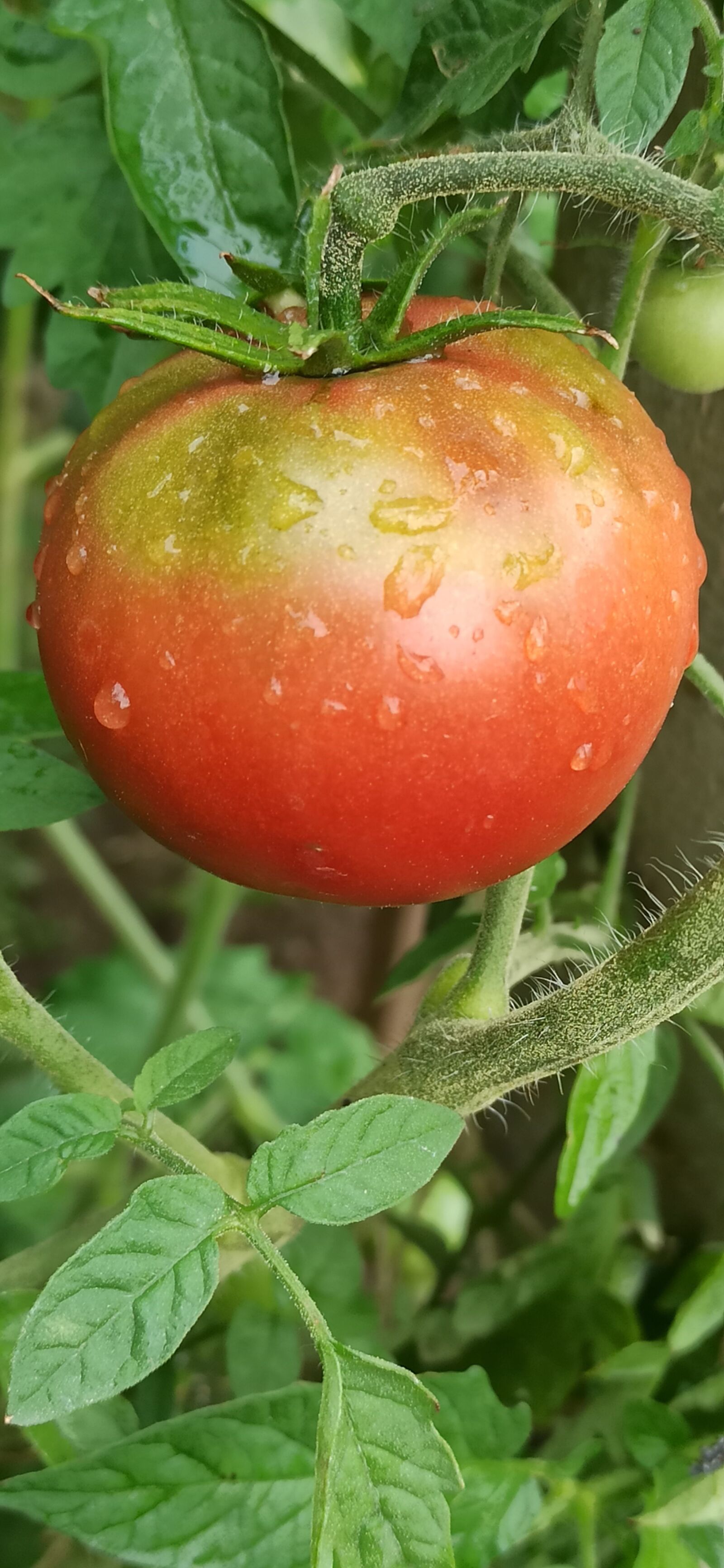 Xiaomi Redmi Note 8 Pro sample photo. Tomato, vegetable, healthy photography