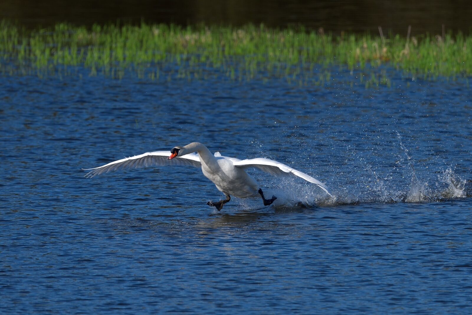 Nikon D750 sample photo. Body of water, nature photography