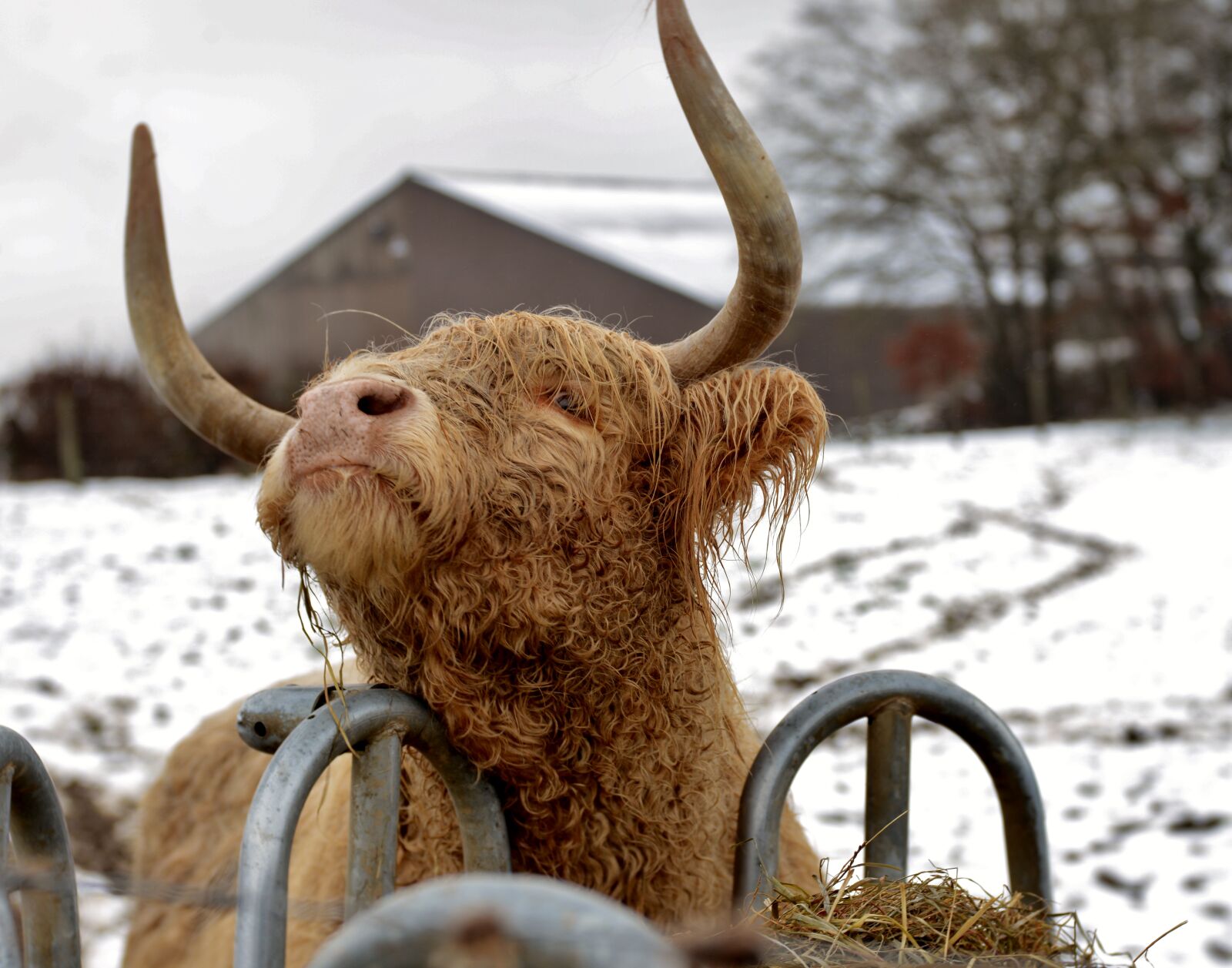 Nikon D600 sample photo. Cow, scottish highlander, long-haired photography