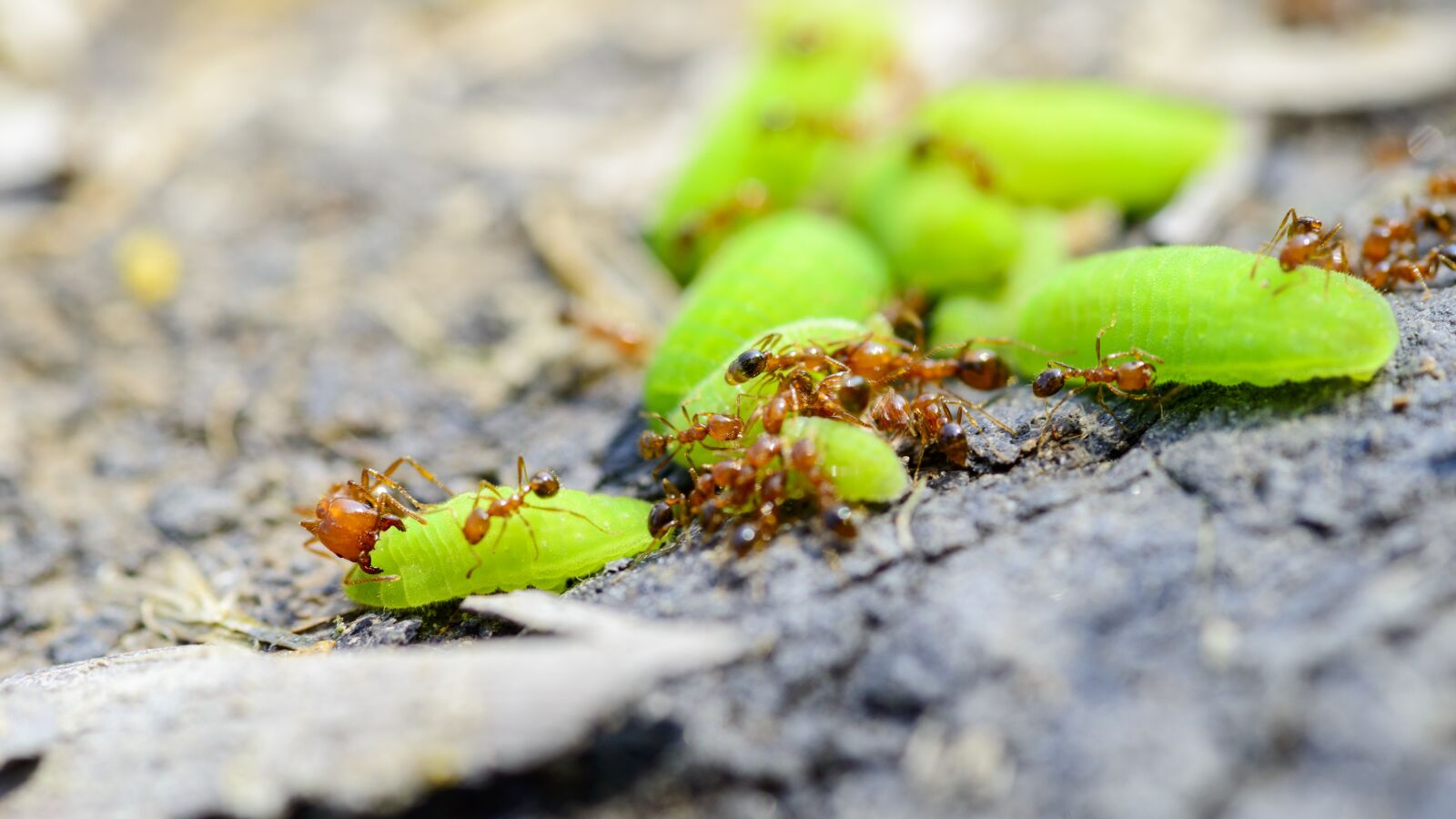 Nikon D800E sample photo. Ant, worm, the ant photography