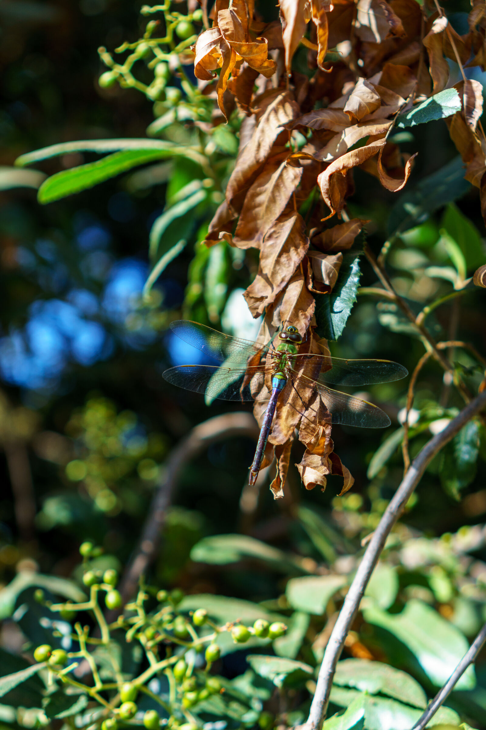 Sony a6000 + Sony E 35mm F1.8 OSS sample photo. Branch, dragonfly, fly, green photography