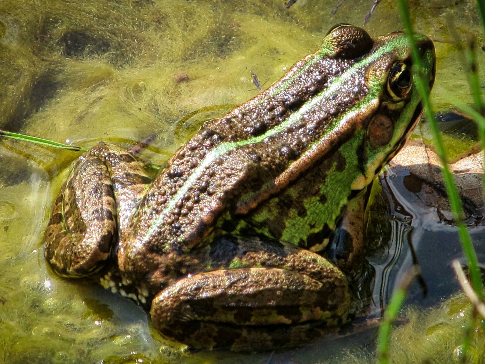 5.0 - 60.0 mm sample photo. Frog, green, water photography