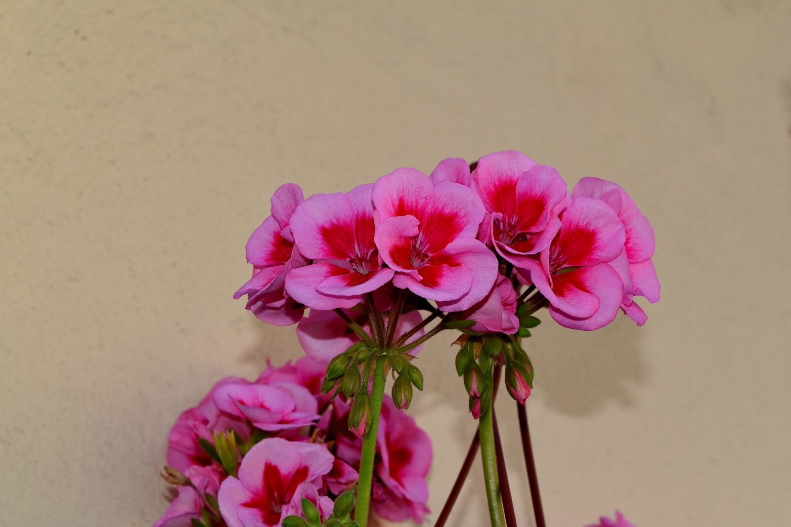Nikon D5500 sample photo. Bouquet, geranium, pink, flower photography