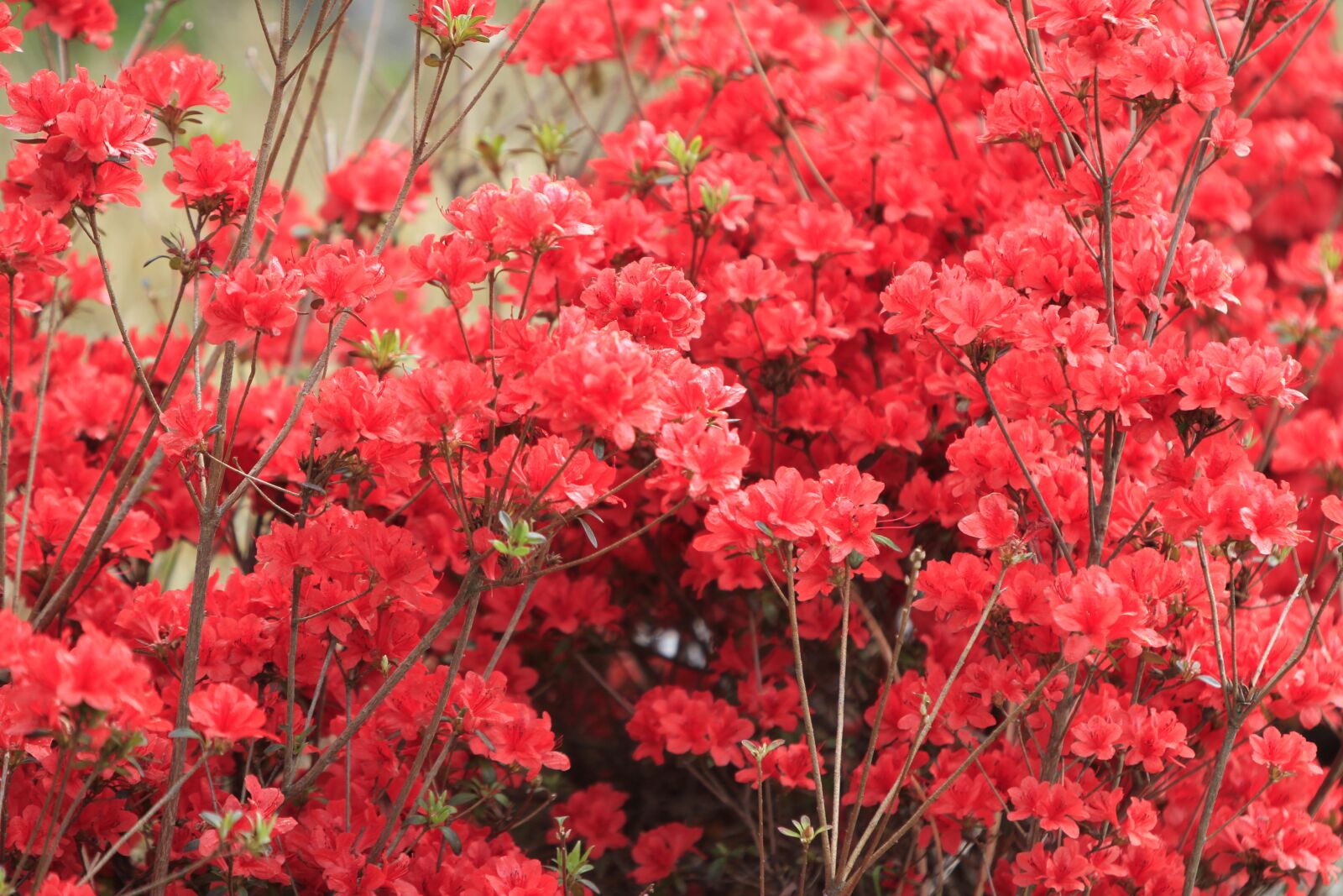 Canon EOS 7D sample photo. Pohang, everywhere park, flowers photography