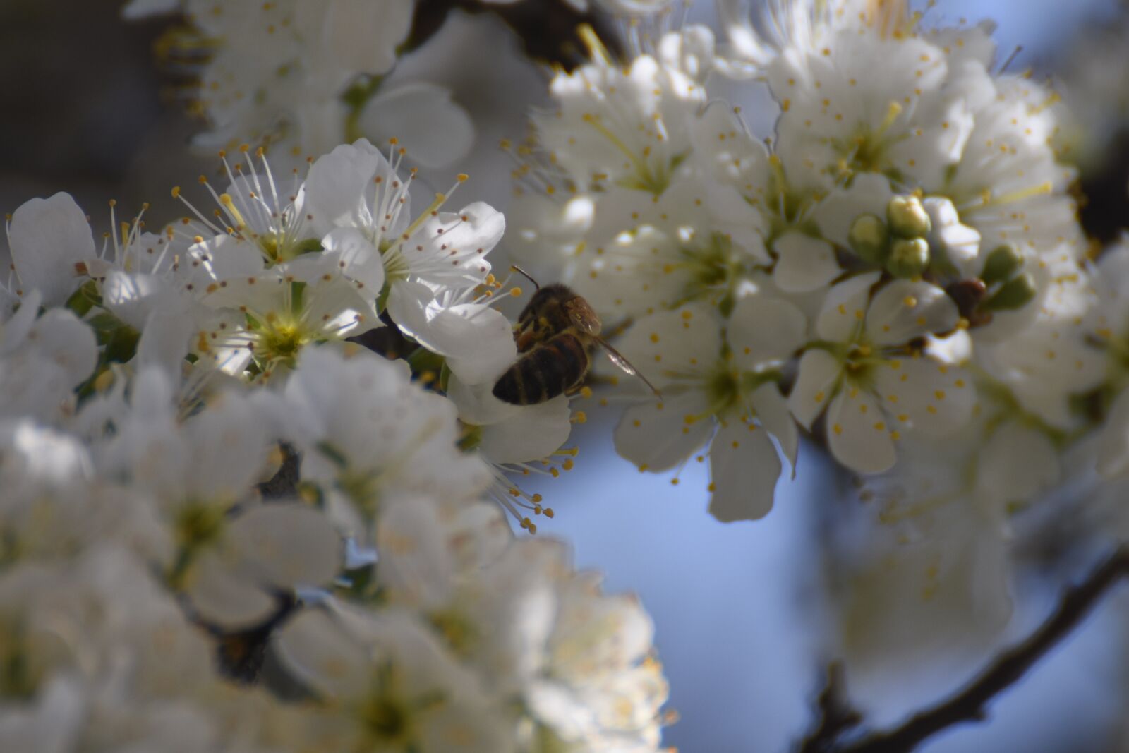 Nikon D7200 sample photo. Flowers, flowering, spring photography
