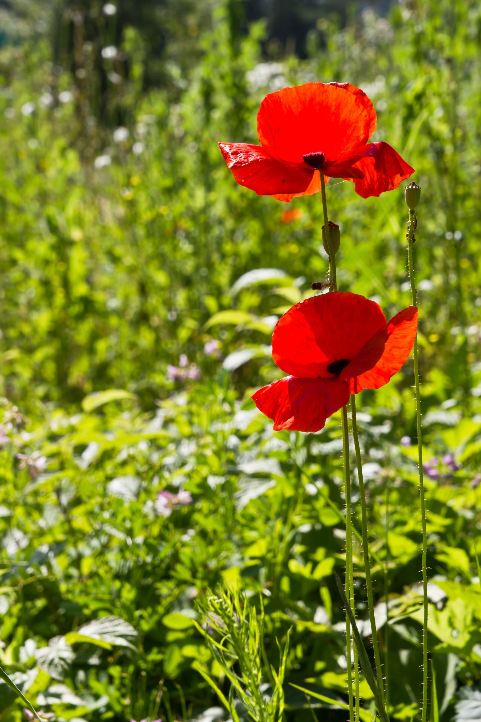 Canon EOS 550D (EOS Rebel T2i / EOS Kiss X4) sample photo. Flower, poppy photography