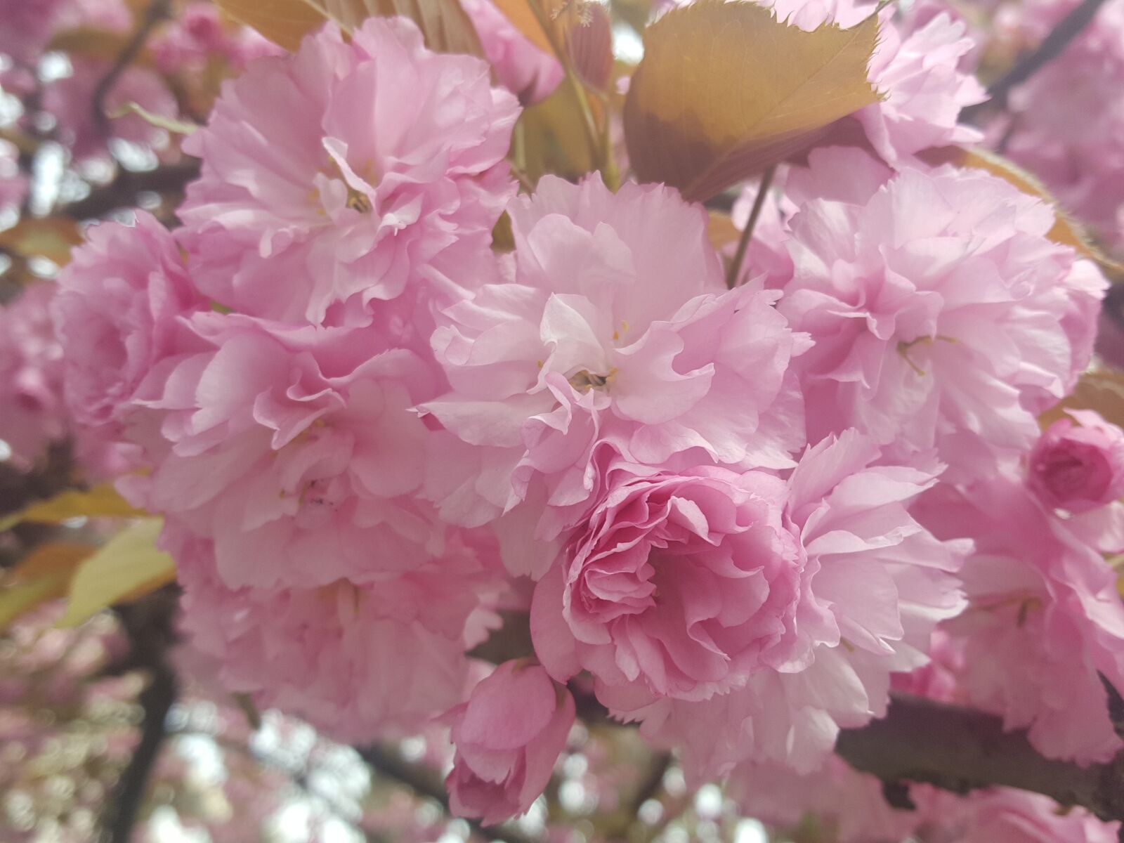 Samsung GALAXY S6 edge sample photo. Sakura, flower, japanese photography