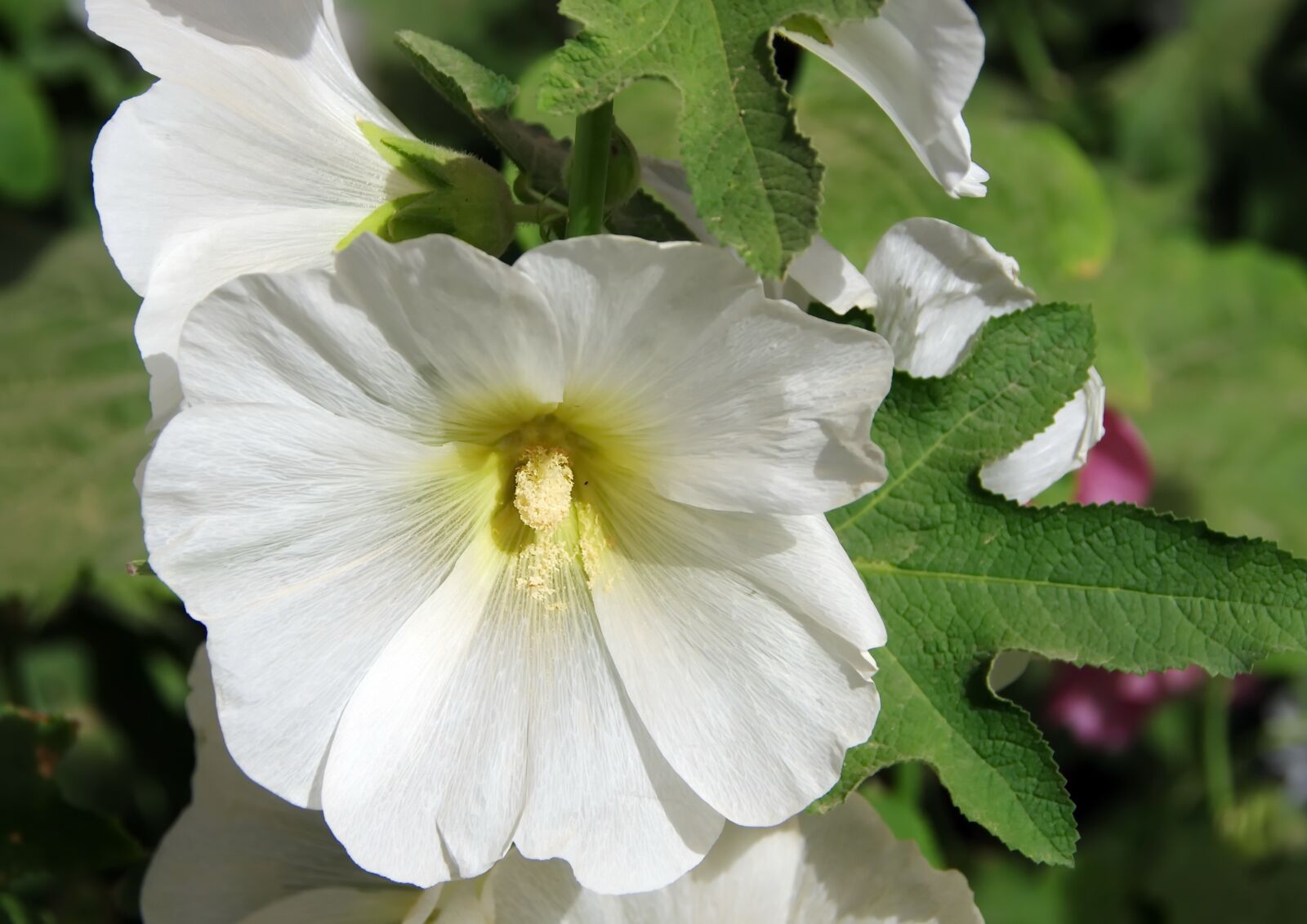 Pentax K-5 sample photo. Althea, hollyhock, white flower photography