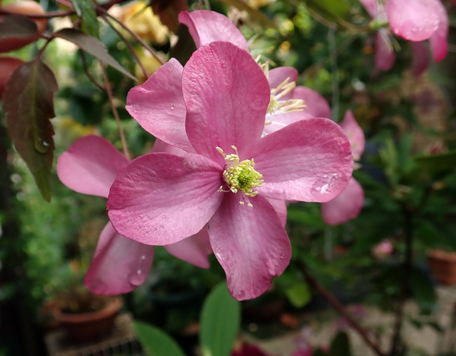 Olympus TG-5 sample photo. Clematis, pink, climber photography
