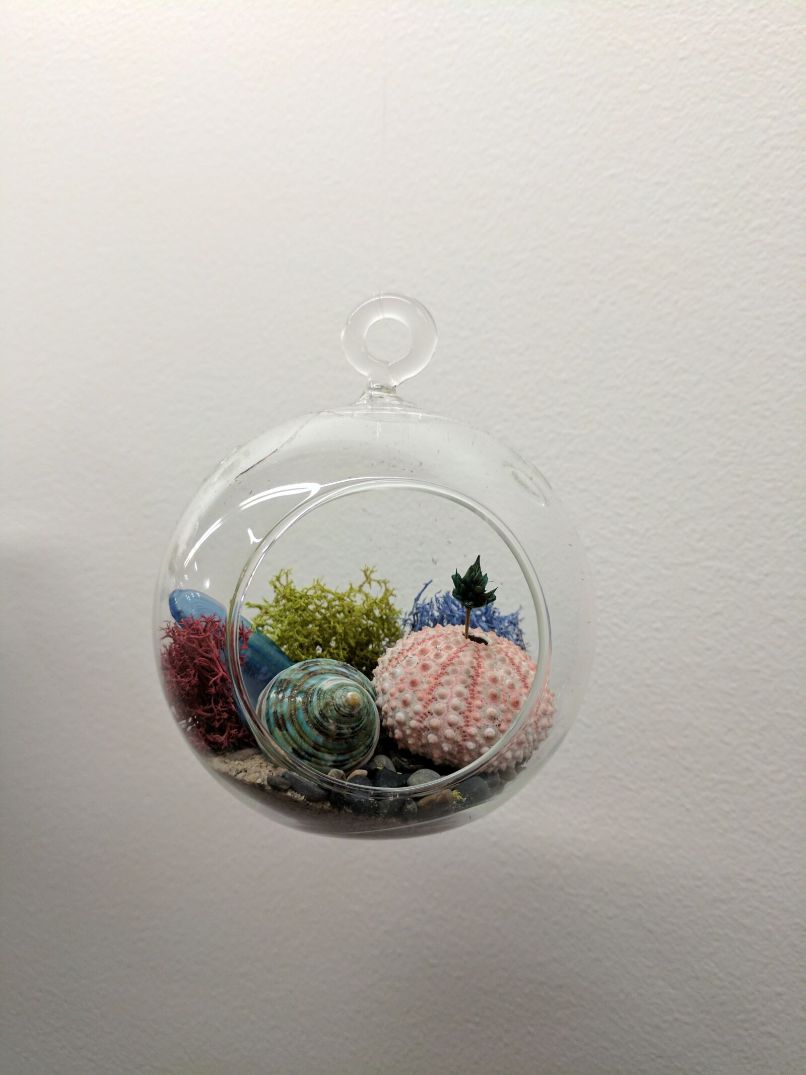 Google Pixel XL sample photo. Terrarium, plant, succulent photography