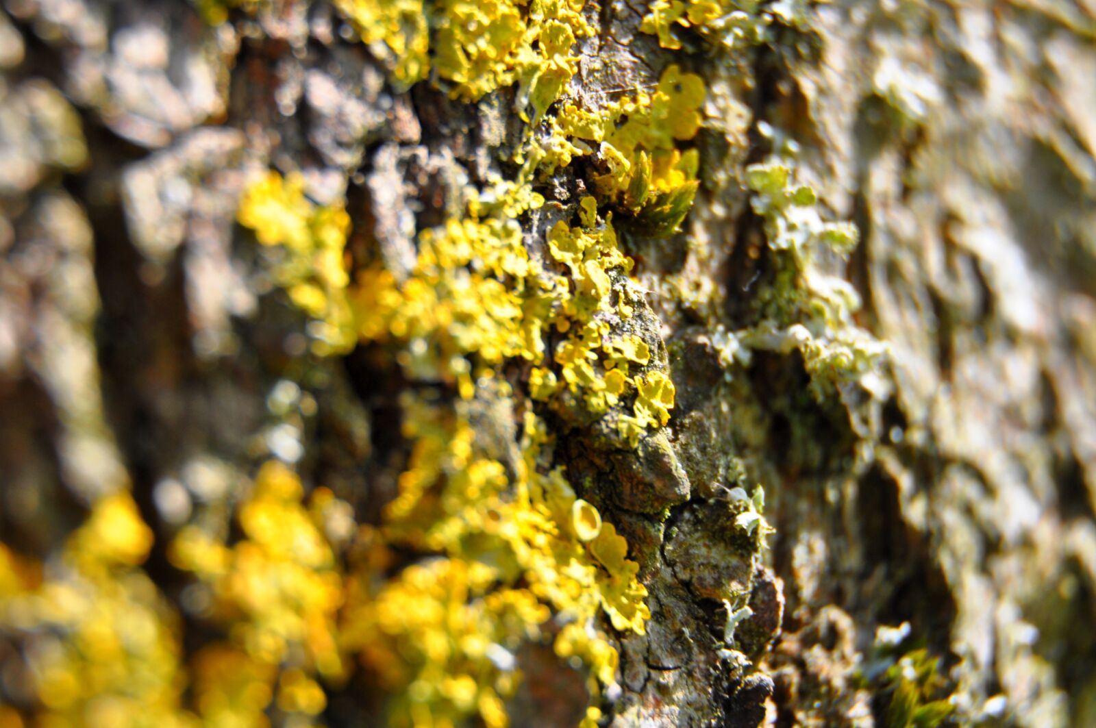 Nikon D5000 sample photo. Tree, bark, green photography