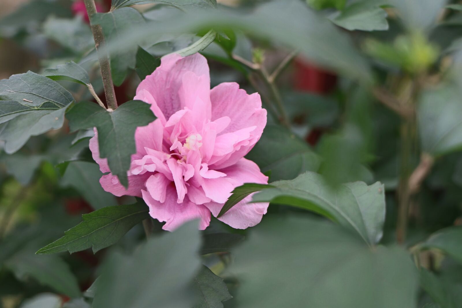 Canon EOS 70D sample photo. Flower, plant, nature photography