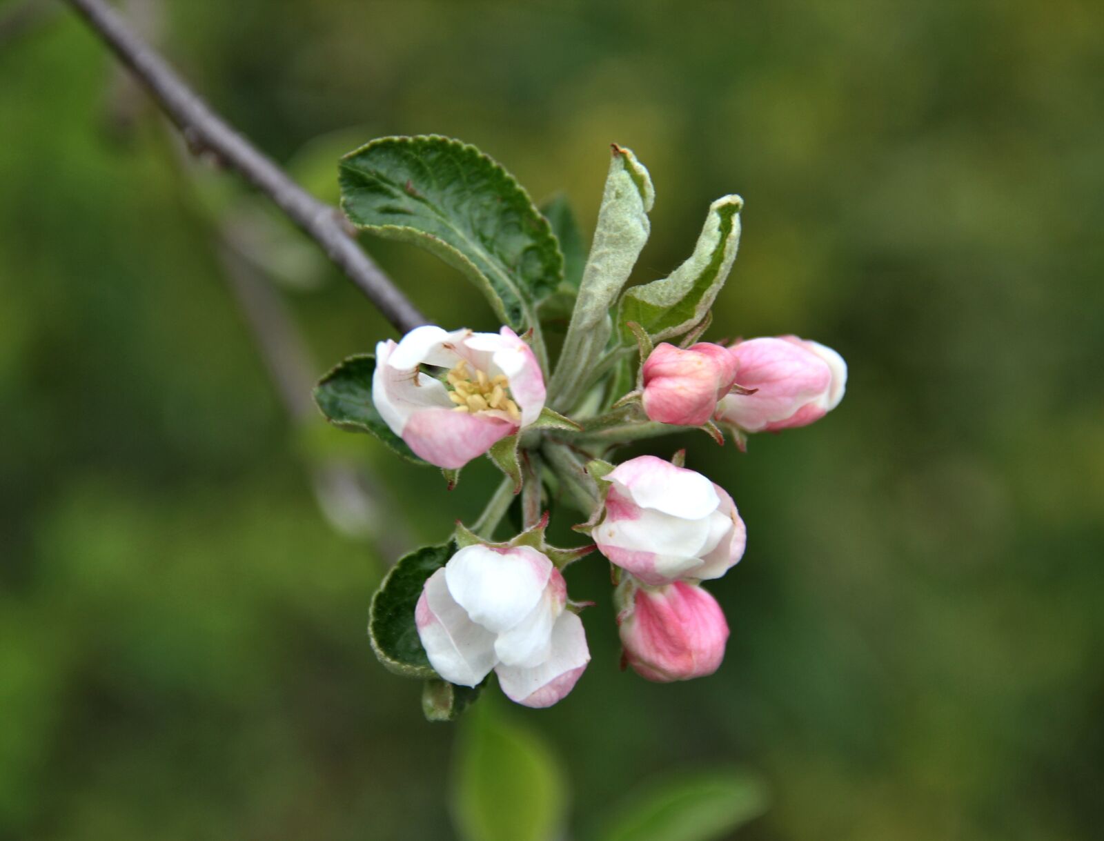 Canon EOS 550D (EOS Rebel T2i / EOS Kiss X4) sample photo. Apple tree, bud, branch photography