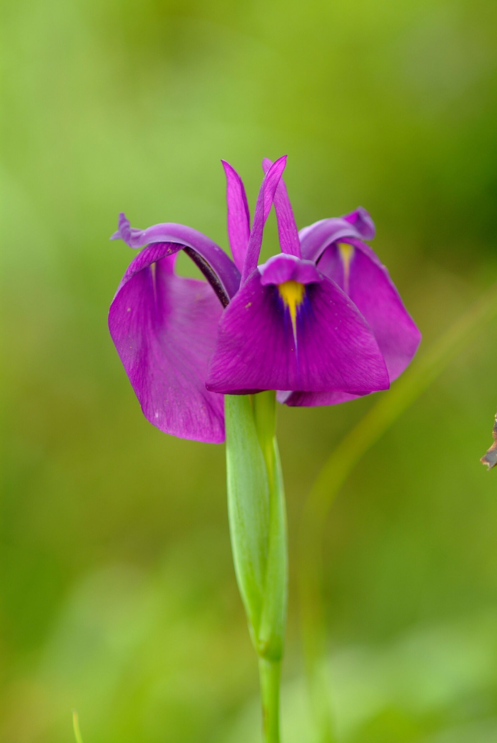 Fujifilm FinePix S3 Pro sample photo. Wildflower, jiri, each time photography