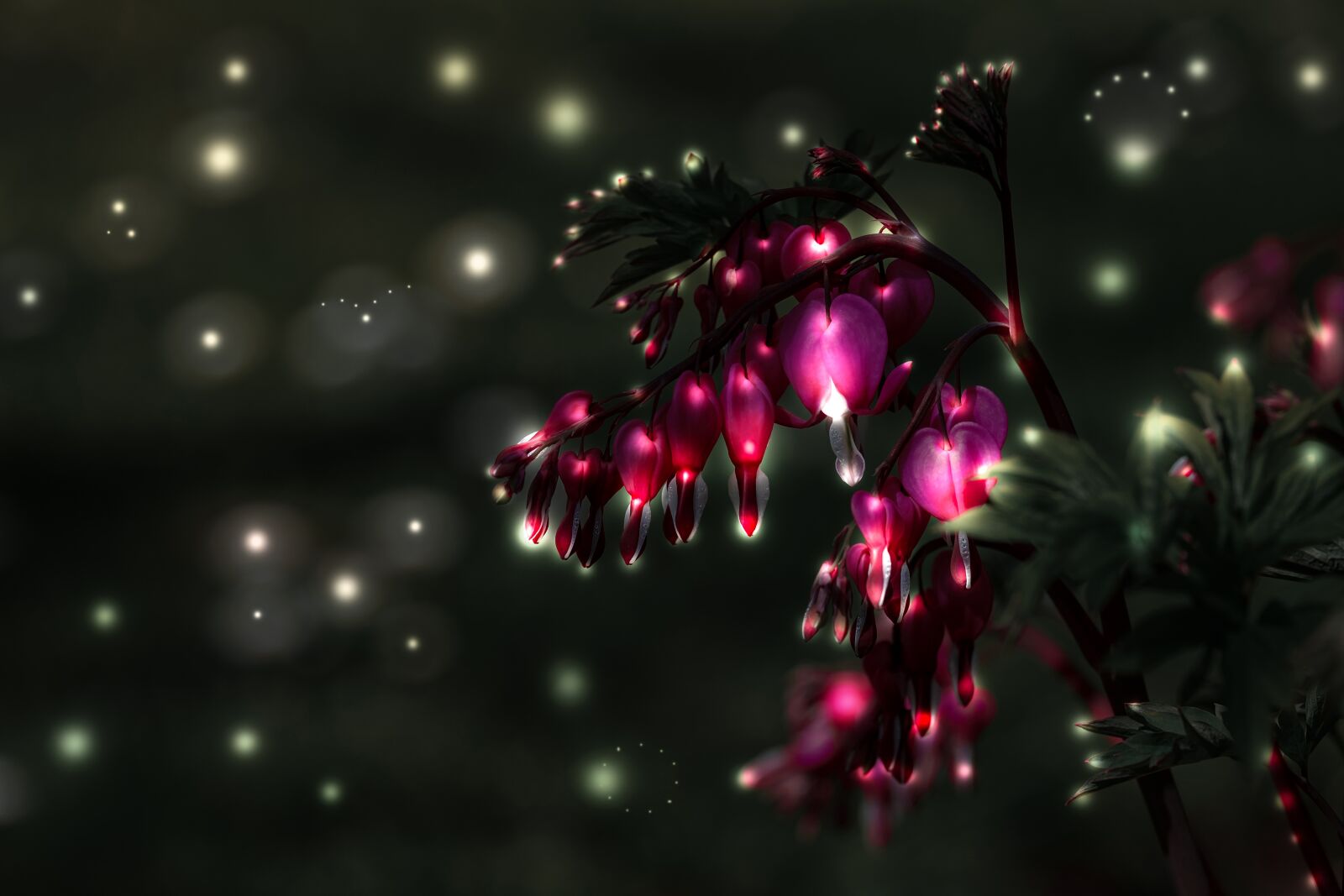Fujifilm XF 55-200mm F3.5-4.8 R LM OIS sample photo. Bleeding heart, flower, blossom photography