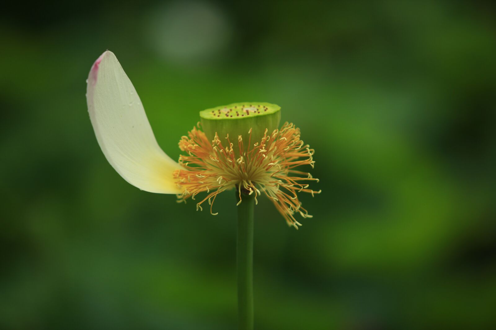 Canon EOS 5D Mark II sample photo. Lotus leaf, kite, lotus photography