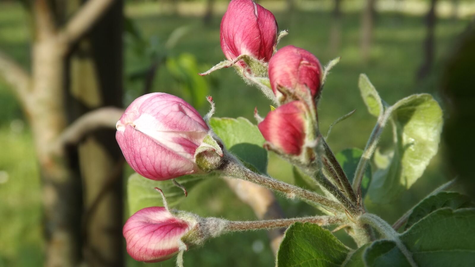 Fujifilm FinePix S4200 sample photo. Manzano, flower, apple photography