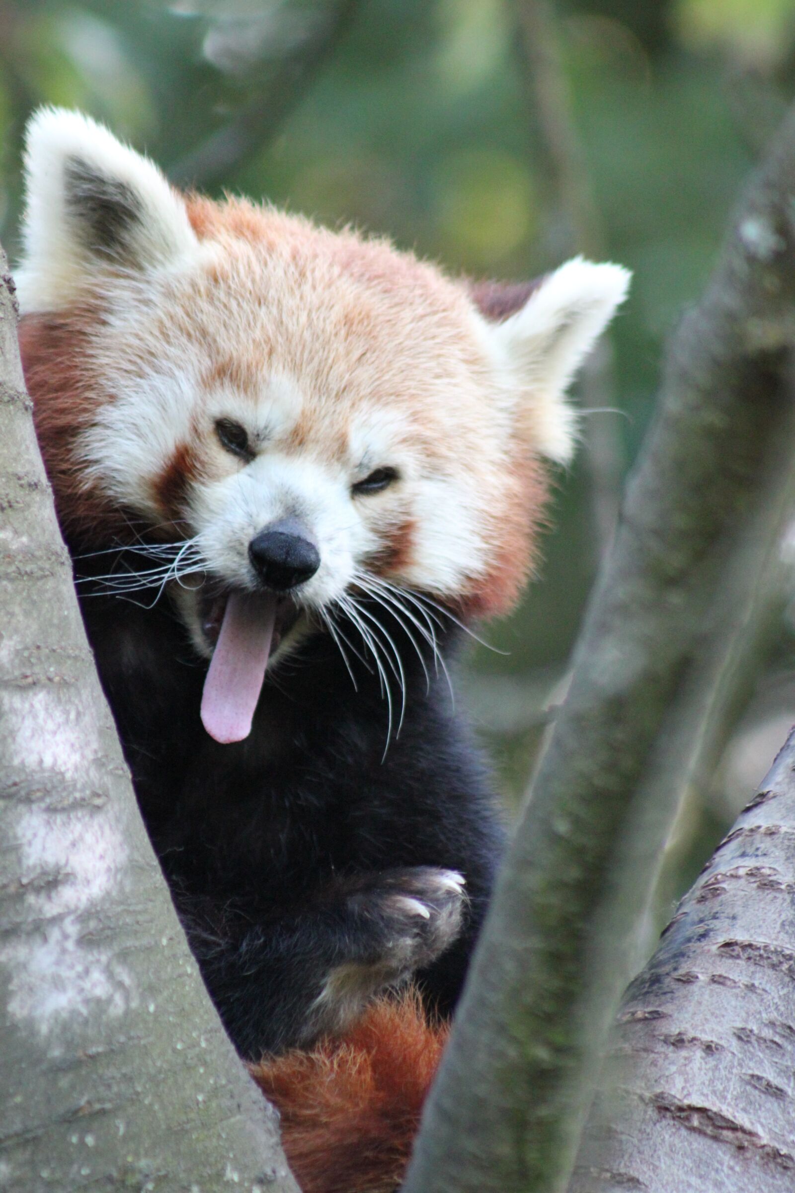 Canon EOS 550D (EOS Rebel T2i / EOS Kiss X4) sample photo. Panda, zoo, red panda photography