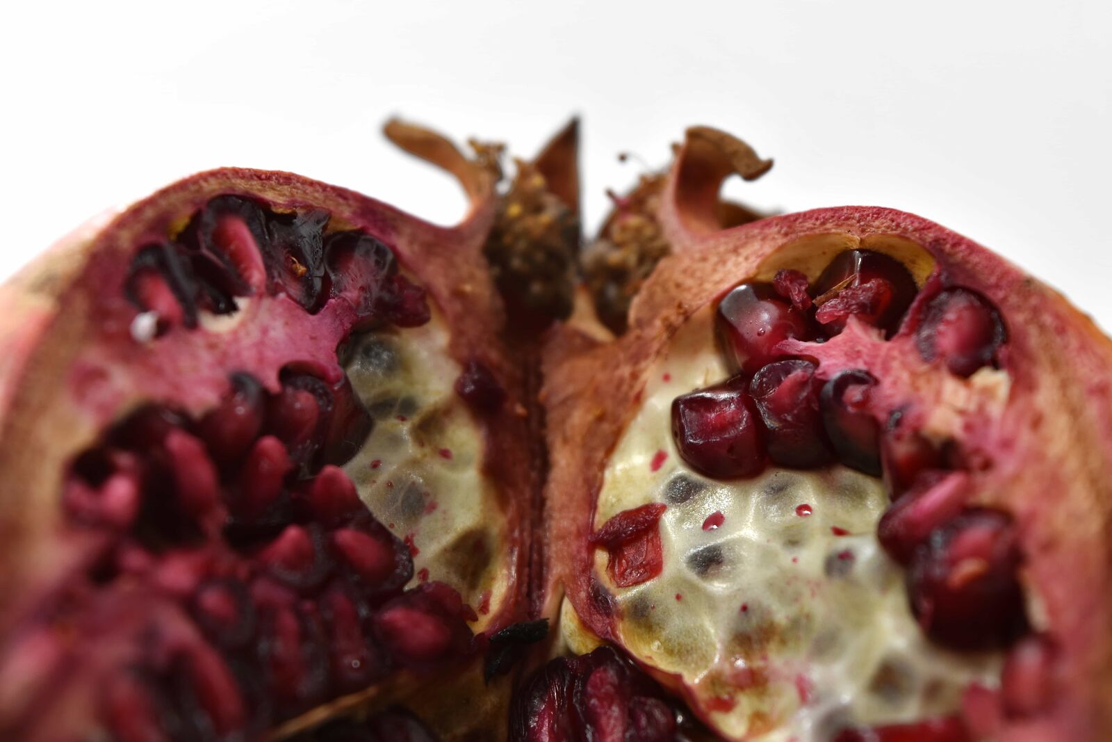 Nikon D5500 sample photo. Cross section, macro, seed photography