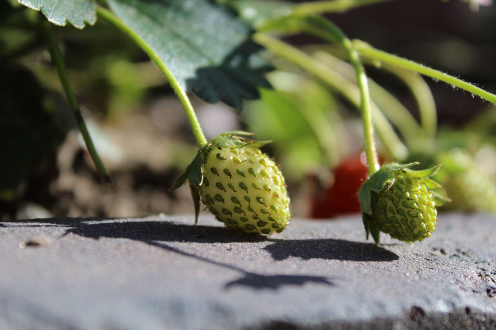 Canon EOS 1200D (EOS Rebel T5 / EOS Kiss X70 / EOS Hi) sample photo. Strawberries, immature, fruit photography
