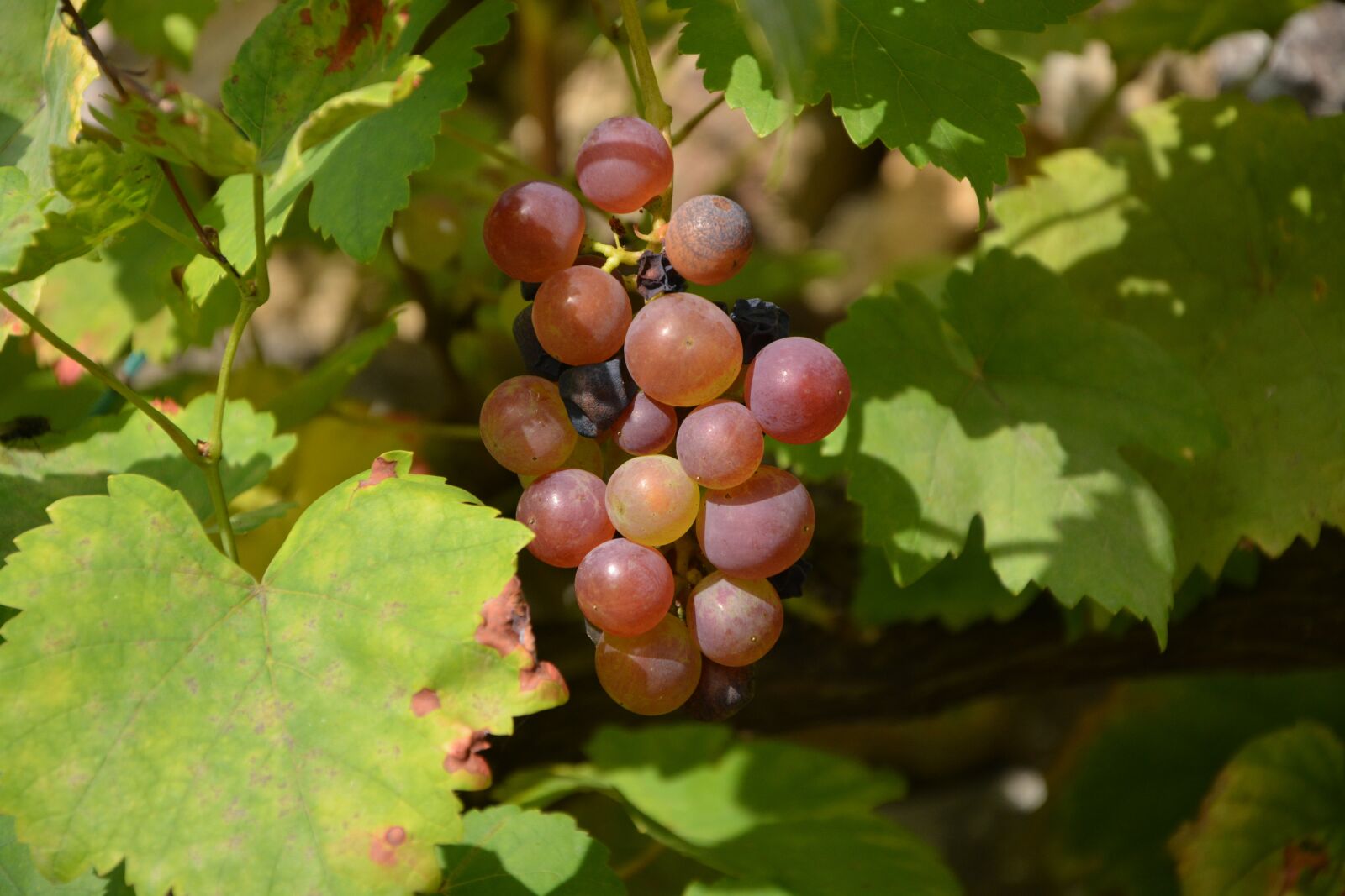 Nikon D5200 sample photo. Cluster grape, grapes, vines photography
