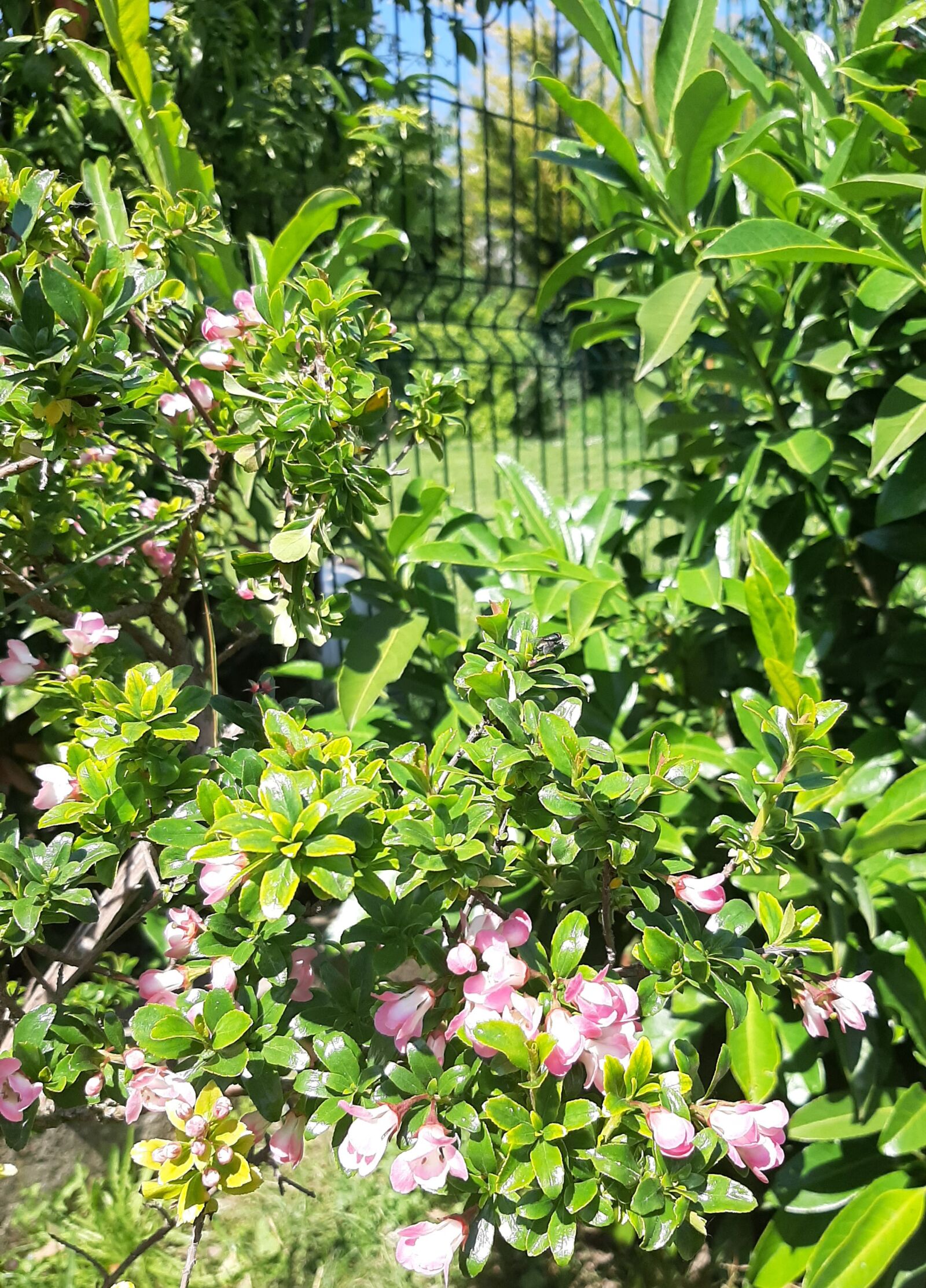 Samsung Galaxy A50 sample photo. Plants, nature, flower photography