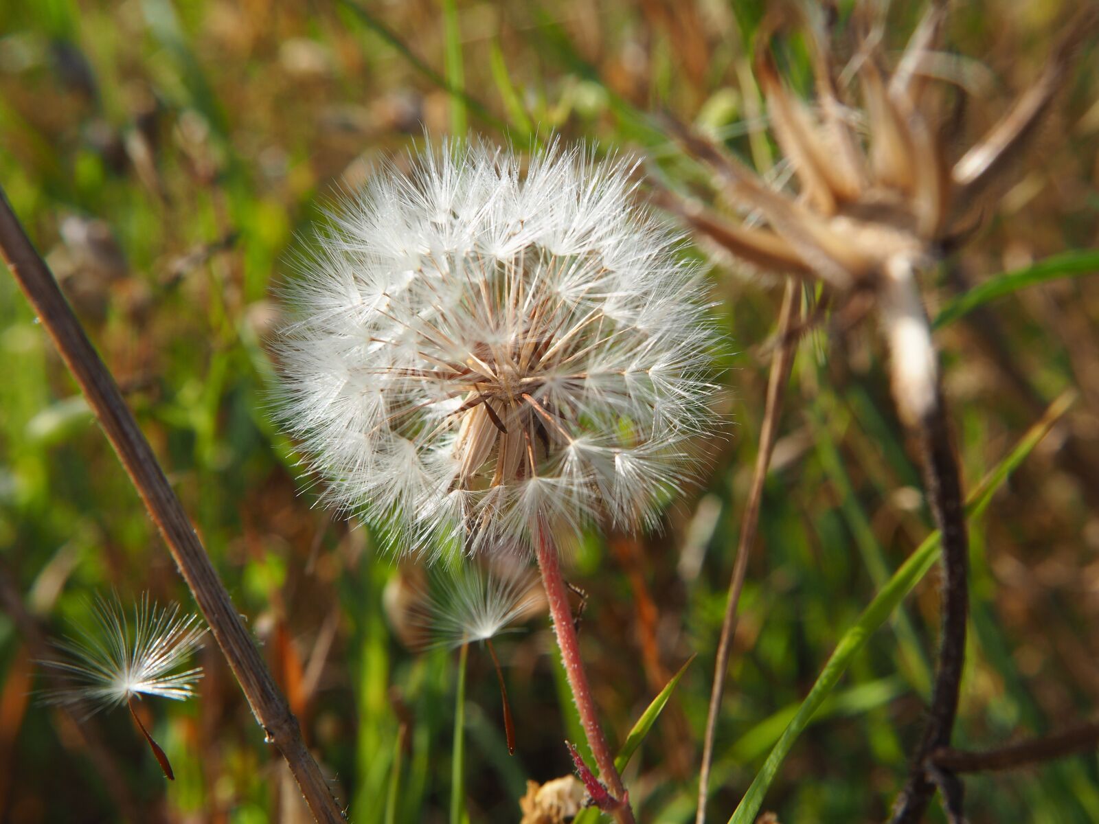 Olympus OM-D E-M10 sample photo. Dandelion, flower, blossom photography