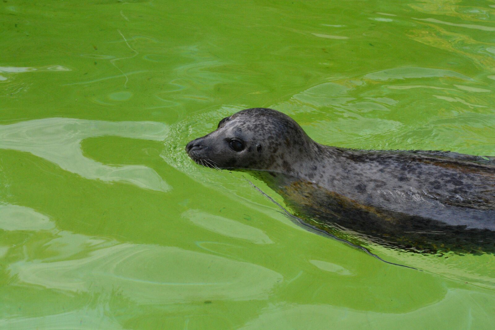 Nikon D7100 sample photo. Seal, zoo, robbe photography