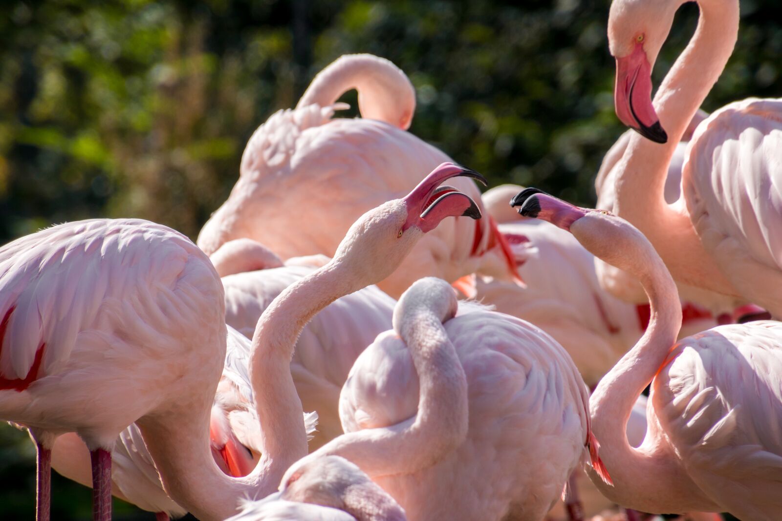 Canon EOS 70D sample photo. Flamingos, fight, birds photography