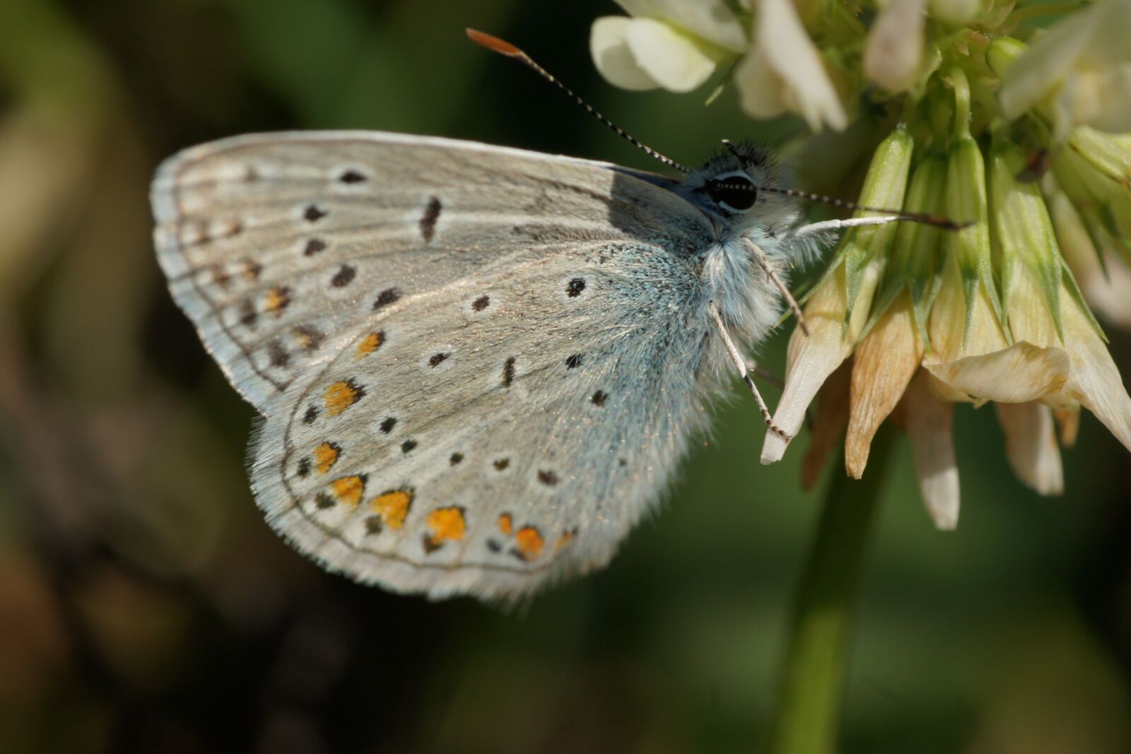 Sony Alpha DSLR-A500 sample photo. Butterfly, insect, wing photography