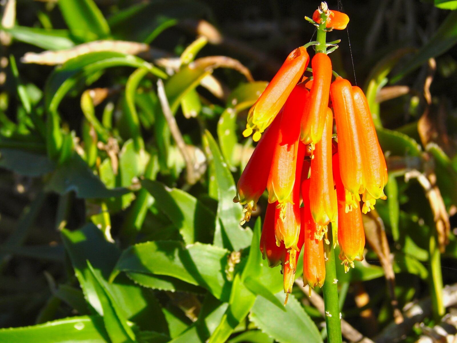 Sony DSC-H5 sample photo. Kniphofia flamenco, red-hot poker photography