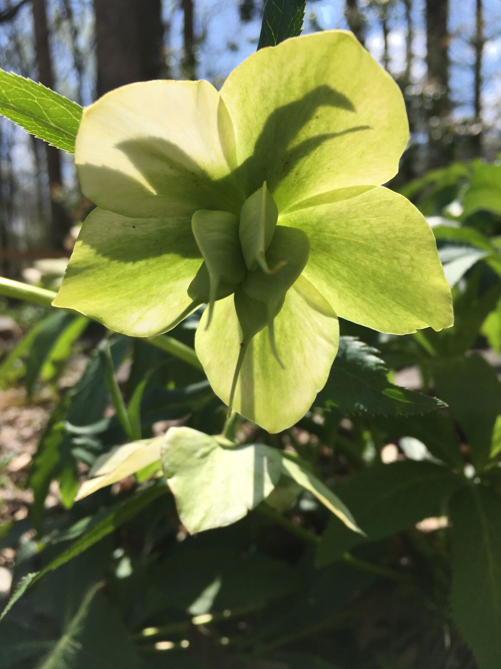 Apple iPhone 6s sample photo. Hellebore, helleborus, bloom photography