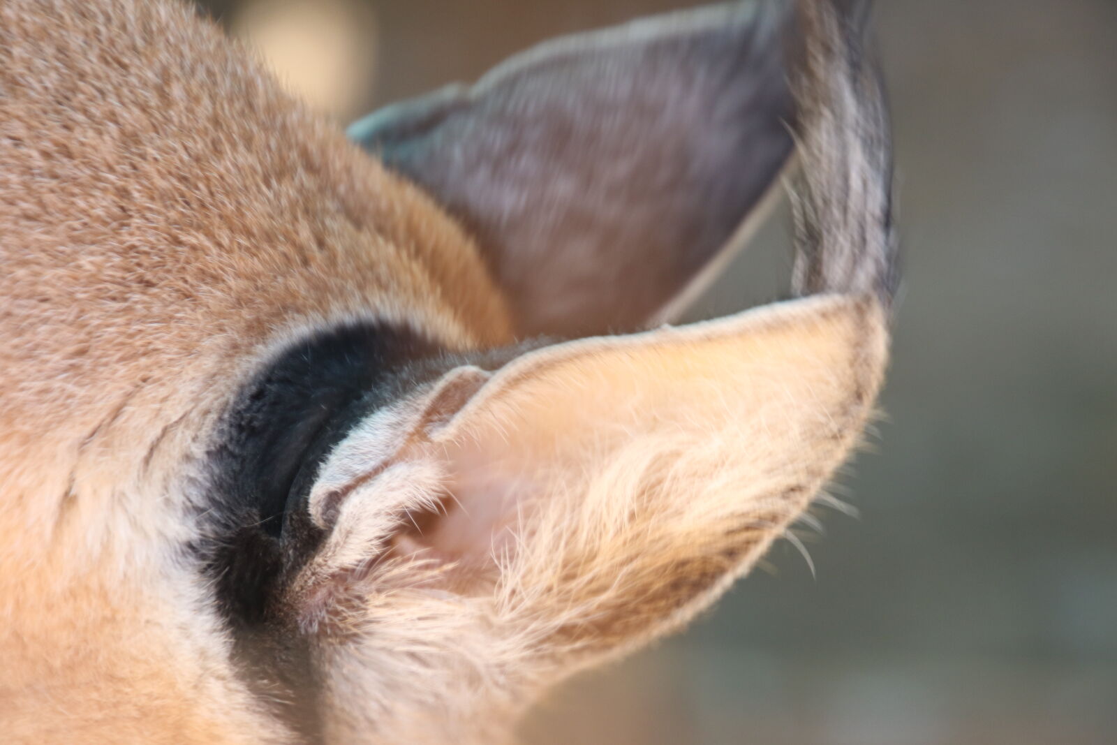 Canon EOS 7D Mark II sample photo. Animals, black, and, brown photography