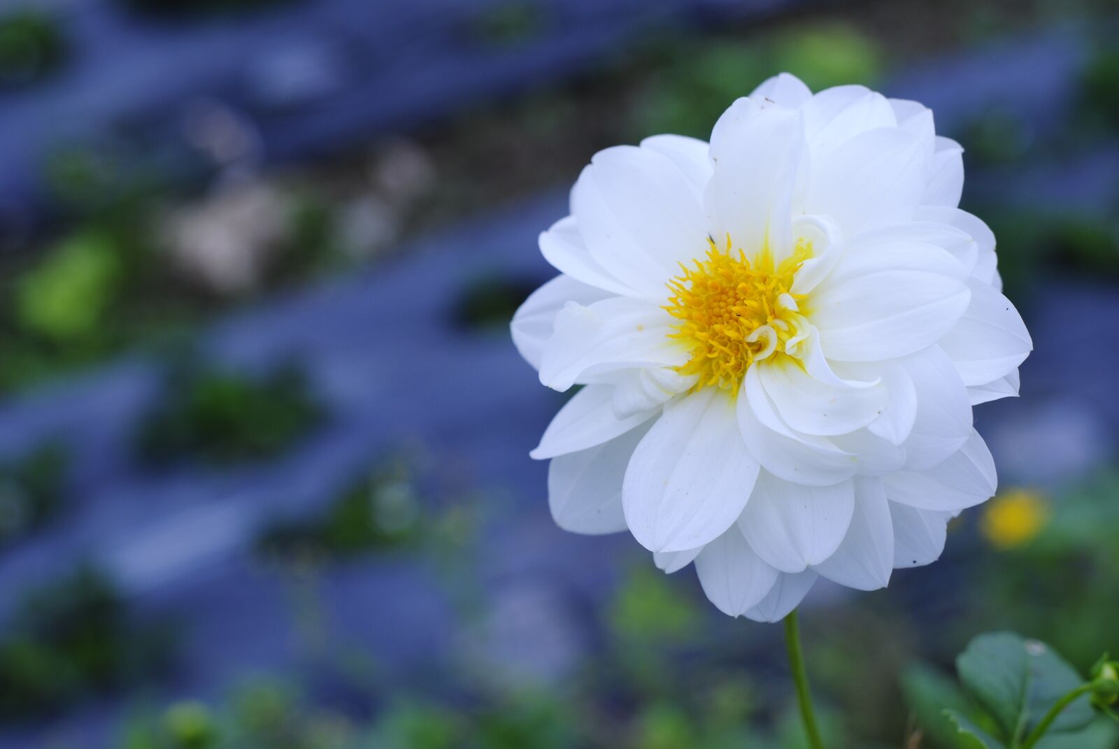 Nikon D3000 sample photo. White flowers, blossoms, garden photography