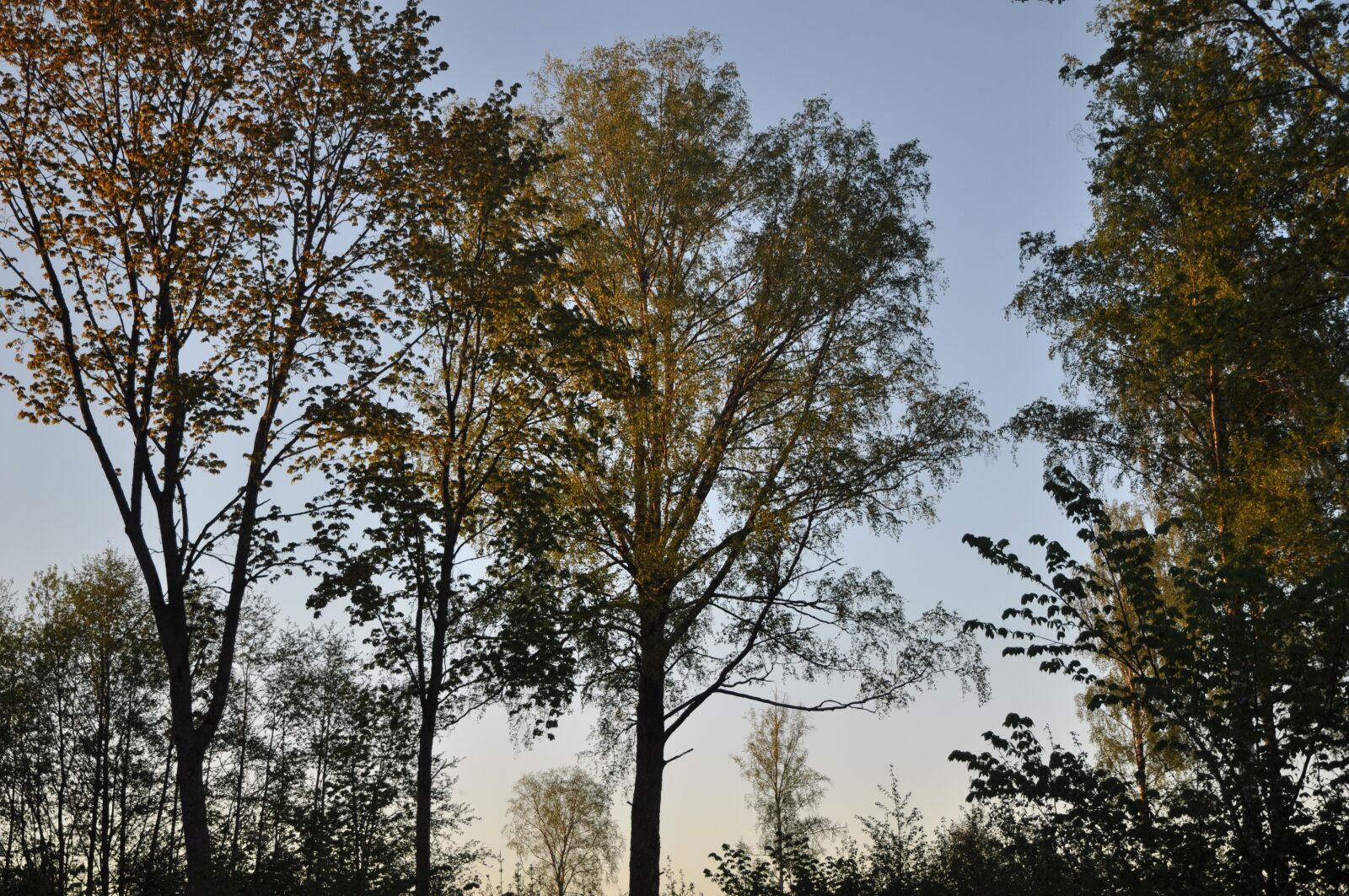 Nikon D90 sample photo. Trees, evening, sun glow photography